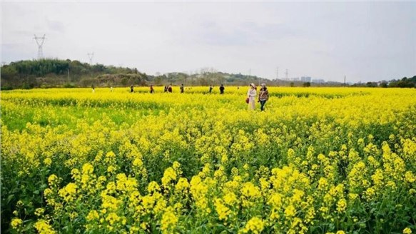 油菜花開(kāi)春意濃，田園風(fēng)光醉人心--火炬安泰組織婦女節(jié)戶外活動(dòng)